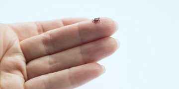 Fiebre hemorrágica Crimea-Congo: qué es y cómo evitar la infección