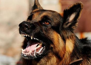 La rabia hoy: 5 cosas que debes saber sobre vacunas y tratamiento