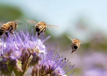 Día Mundial de la Abeja: por qué son protagonistas imprescindibles de los ecosistemas