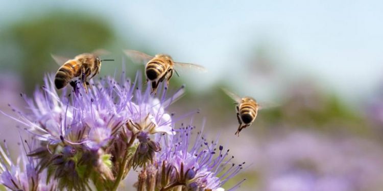 Día Mundial de la Abeja: por qué son protagonistas imprescindibles de los ecosistemas