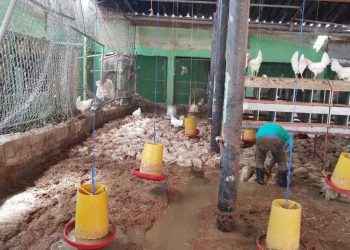 Lluvias inundan decenas de viviendas y ahogan más de 3 mil pollos en Santiago