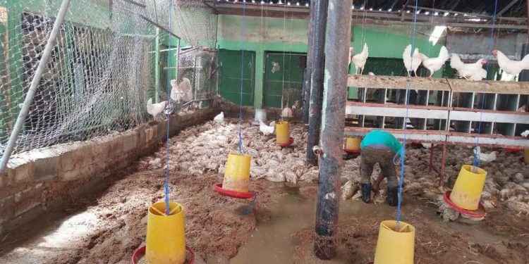Lluvias inundan decenas de viviendas y ahogan más de 3 mil pollos en Santiago