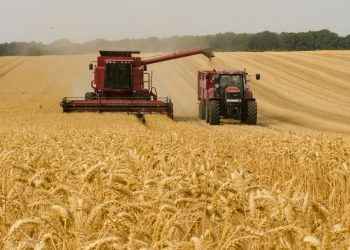 Las reservas mundiales del trigo están a unas 10 semanas de agotarse: ¿Cómo se llegó a tal situación y quién es el culpable?