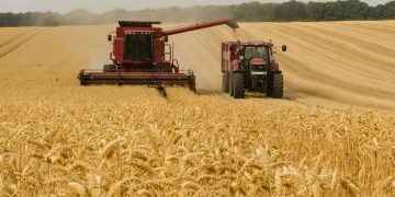 Las reservas mundiales del trigo están a unas 10 semanas de agotarse: ¿Cómo se llegó a tal situación y quién es el culpable?