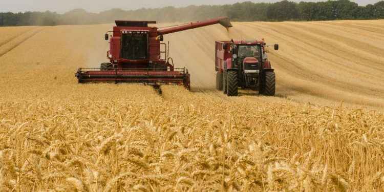 Las reservas mundiales del trigo están a unas 10 semanas de agotarse: ¿Cómo se llegó a tal situación y quién es el culpable?