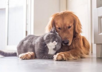¿Las mascotas pueden contagiar la viruela del mono?