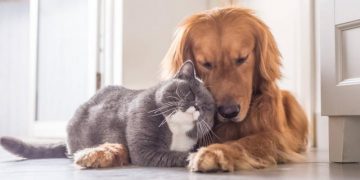 ¿Las mascotas pueden contagiar la viruela del mono?
