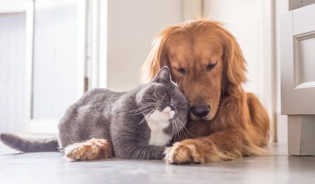 ¿Las mascotas pueden contagiar la viruela del mono?
