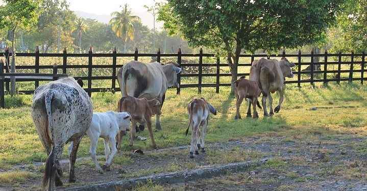 Denuncian en NY cuatreros azotan ganaderos de Nagua