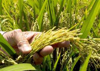 Panamá compraría a República Dominicana 700 mil quintales de arroz