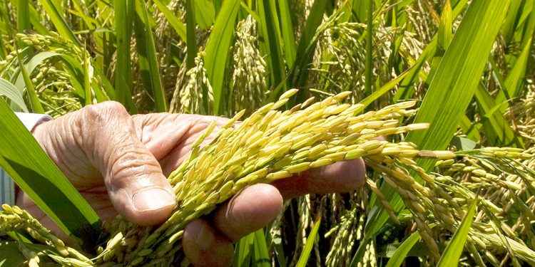 Panamá compraría a República Dominicana 700 mil quintales de arroz