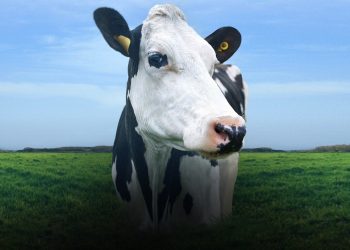 Este documental intimista sobre la vida de una vaca está firmado por la directora de ‘Big Little Lies’ y es maravilloso