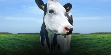 Este documental intimista sobre la vida de una vaca está firmado por la directora de ‘Big Little Lies’ y es maravilloso