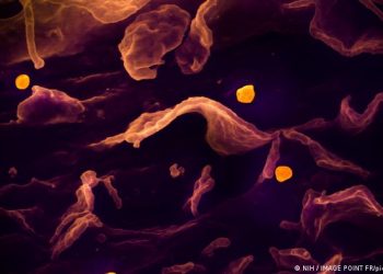 Nuevo virus de origen animal detectado en China: ¿cuál será el alcance de Langya?