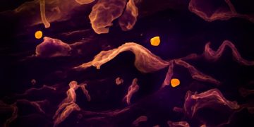Nuevo virus de origen animal detectado en China: ¿cuál será el alcance de Langya?