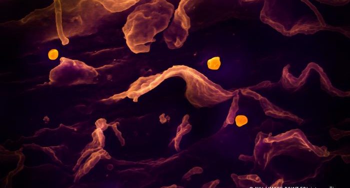 Nuevo virus de origen animal detectado en China: ¿cuál será el alcance de Langya?