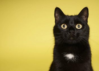 Día Internacional del Gato: por qué su vista lo transformó en un perfecto cazador