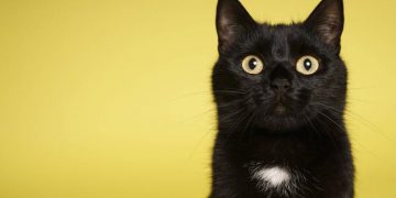 Día Internacional del Gato: por qué su vista lo transformó en un perfecto cazador