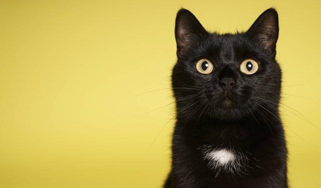 Día Internacional del Gato: por qué su vista lo transformó en un perfecto cazador