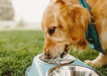 La extraña y fascinante manera en que los perros beben agua, según la física