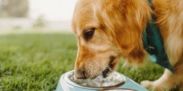 La extraña y fascinante manera en que los perros beben agua, según la física