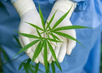 Panamá aprobó el consumo de cannabis para uso medicinal y terapéutico