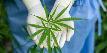 Panamá aprobó el consumo de cannabis para uso medicinal y terapéutico