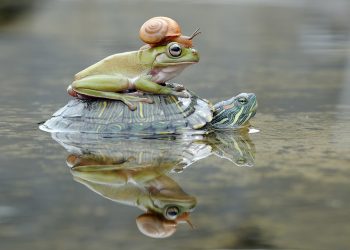 Una rana y una salamandra siberiana producen alcohol y glicerina para sobrevivir a temperaturas bajo cero￼￼