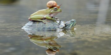Una rana y una salamandra siberiana producen alcohol y glicerina para sobrevivir a temperaturas bajo cero￼￼