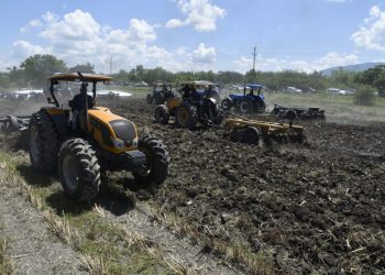 Agricultura prepara 220 mil tareas de tierra para siembra de habichuelas en región Suroeste