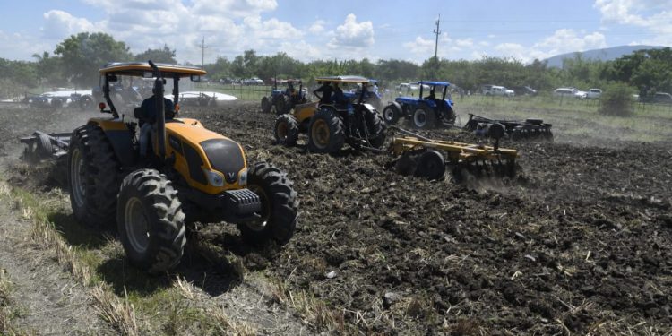 Agricultura prepara 220 mil tareas de tierra para siembra de habichuelas en región Suroeste