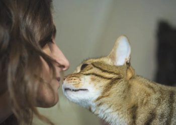 Tu gato te ama, solo tienes que entenderlo