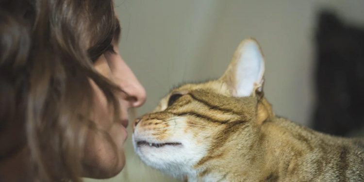 Tu gato te ama, solo tienes que entenderlo