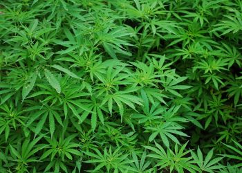 ¿Pérdida de memoria por consumo de cannabis? Depende de estos factores