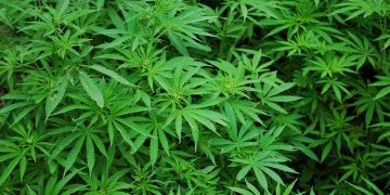 ¿Pérdida de memoria por consumo de cannabis? Depende de estos factores