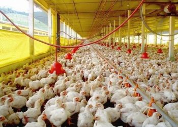Avicultores garantizan oferta local de pollos suficiente para los distintos canales de comercialización
