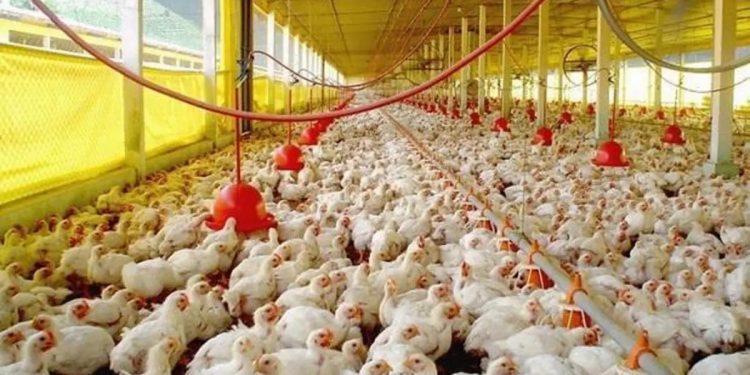 Avicultores garantizan oferta local de pollos suficiente para los distintos canales de comercialización