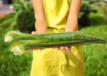 Aloe vera: apodada “la planta de la inmortalidad” funciona como un medicamento natural, rejuvenece la piel y desinflama