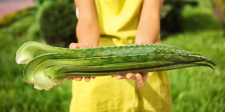 Aloe vera: apodada “la planta de la inmortalidad” funciona como un medicamento natural, rejuvenece la piel y desinflama