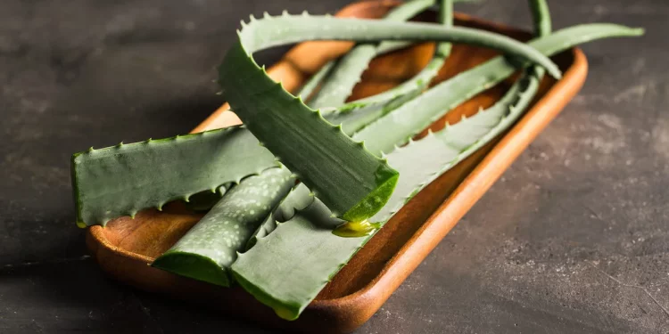 Aloe vera