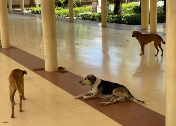 La UASD condena envenenamiento de perros en entorno del campus universitario
