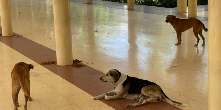 La UASD condena envenenamiento de perros en entorno del campus universitario