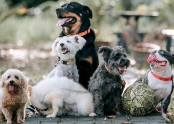 ¿Por qué se esconden los perritos antes de morir?
