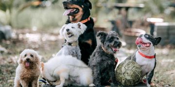 ¿Por qué se esconden los perritos antes de morir?
