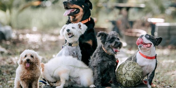 ¿Por qué se esconden los perritos antes de morir?