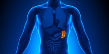 Vivir sin bazo: ¿qué consecuencias tiene para la salud?