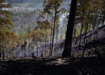 Genao califica de Terrorismo Ambiental incendio de bosques y Vertederos