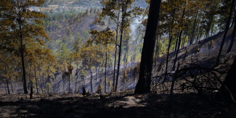 Genao califica de Terrorismo Ambiental incendio de bosques y Vertederos