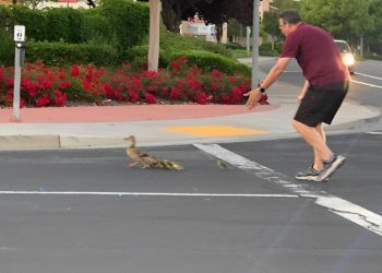 Un hombre quiso ayudar a una familia de patos a cruzar una calle y murió atropellado