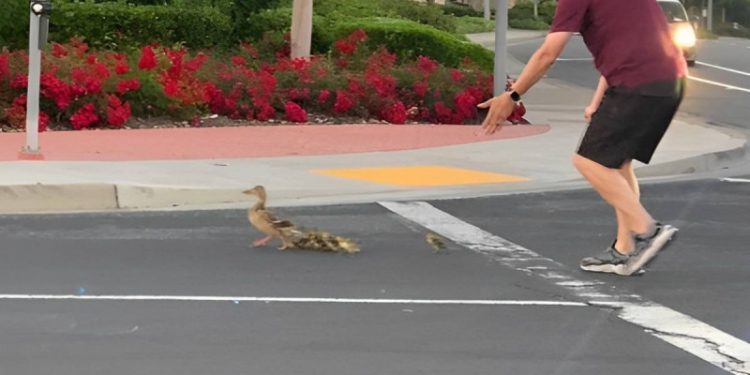Un hombre quiso ayudar a una familia de patos a cruzar una calle y murió atropellado